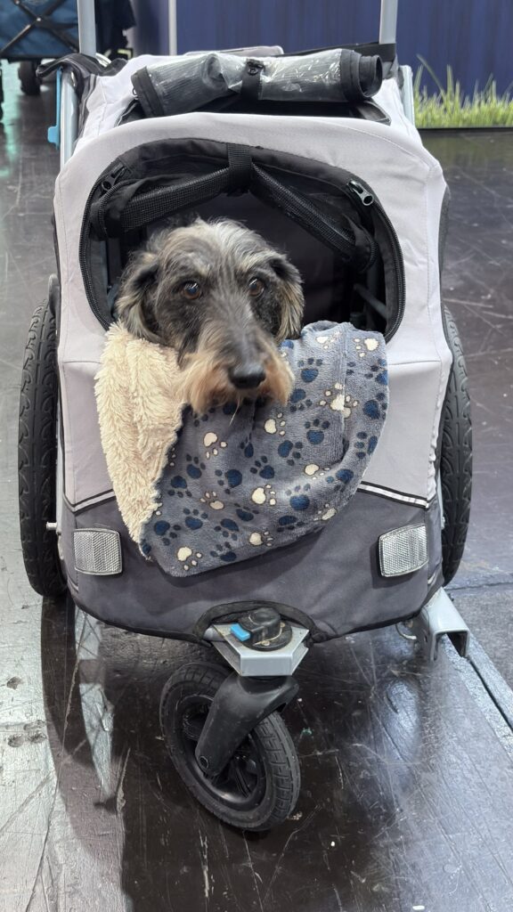 Messebesuch mit Hund - Unser Ratgeber für den CARAVAN SALON 2026