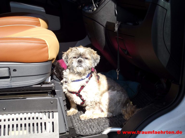 Mit Wohnmobil und Hund nach Schweden So klappt es auf der Fähre