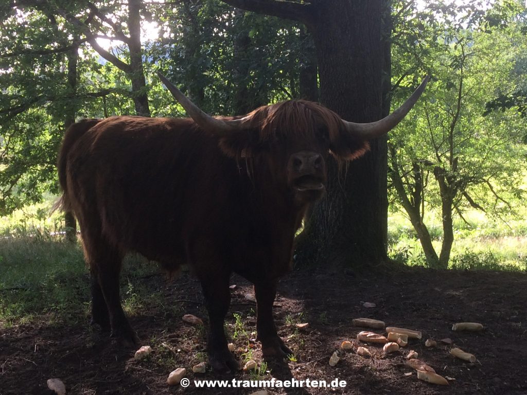 Highland Cattle