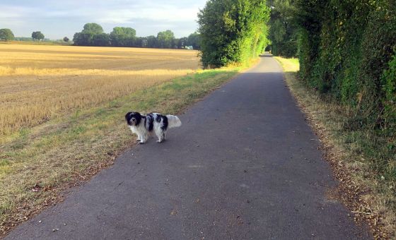 Auslauf für Hunde am Caravan Center