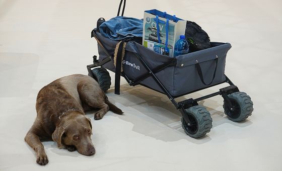 CARAVAN SALON mit Hund