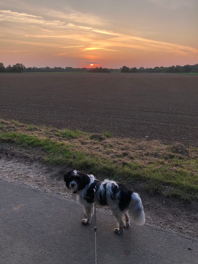 Hundeauslauf Caravan Center P1