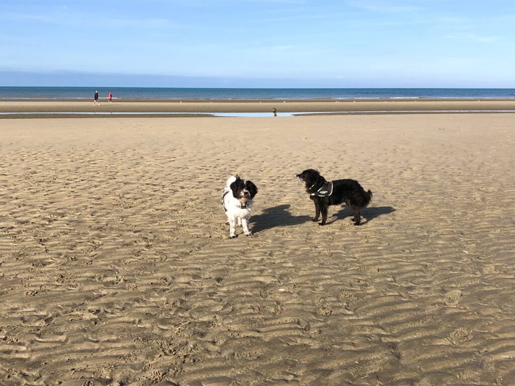 Unsere beiden Hunde am Strand