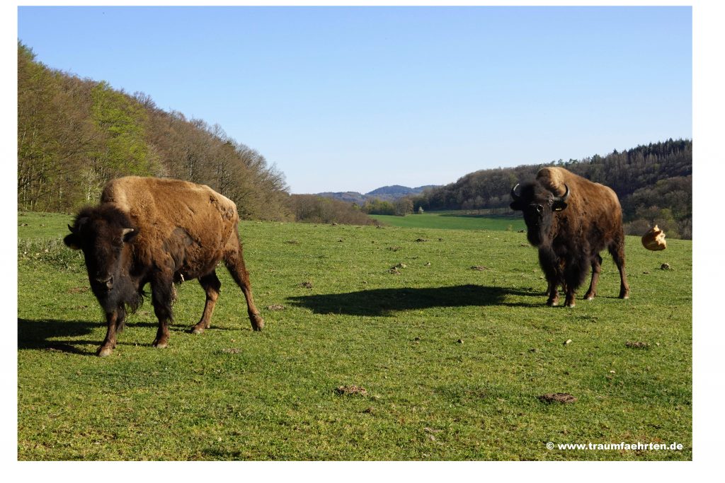 Bisons Lammerhof Birkenau