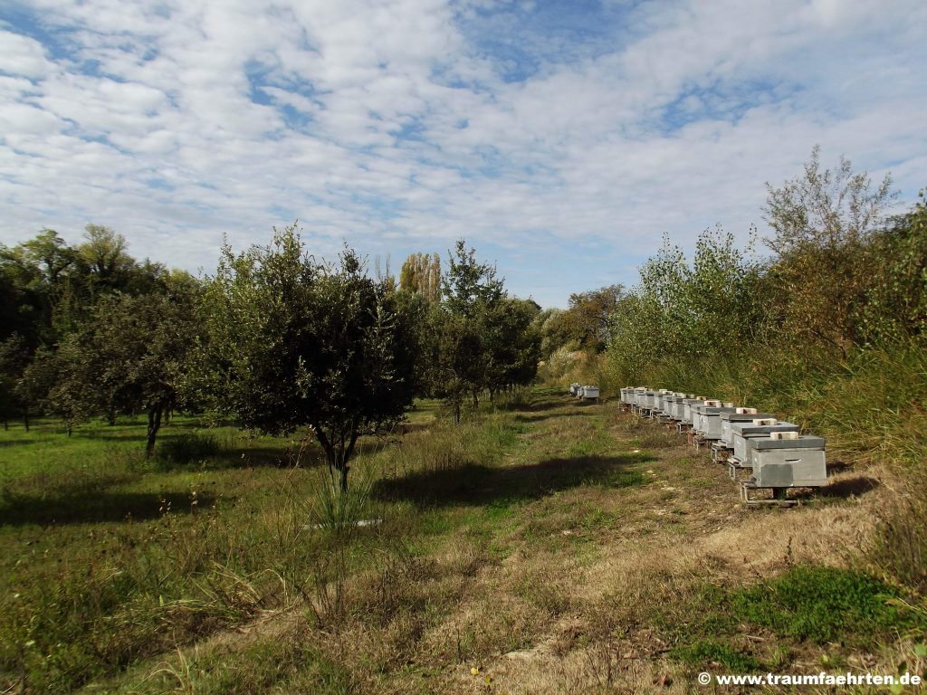 L'O Provencale Olivenfarm Trüffeleichen Bienenstöcke