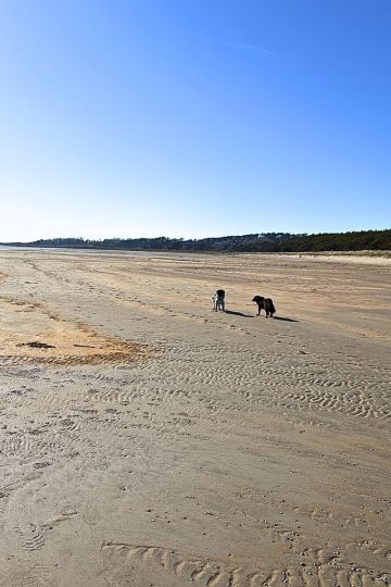 Unsere Hunde am Strand